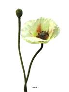 Pavot factice H60cm 1 fleur & 1 bouton Superbe fleur Crème vert - BEST