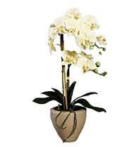 Orchidee factice 2 hampes pot Ceramique H57cm touch rel Vanille