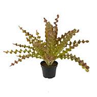 Fougère asplenium artificielle plastique en pot H 34 cm D 48 cm Crème vert