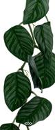Guirlande verte artificielle de Philodendron – 170 cm x 30 cm, 36 feuilles + 3 petites, réaliste