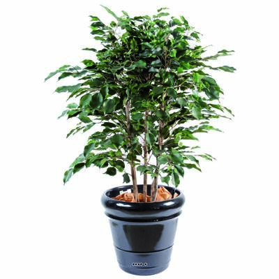Ficus Exotica Artificiel H80 cm L60 cm en buisson tronc naturel en pot