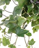 Guirlande de lierre anglais artificiel, anti-UV, L 200 cm Blanc-vert