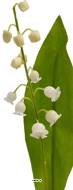 Muguet artificiel 1 brin avec feuillage H 21 cm superbe