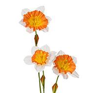 Jonquilles artificielles en tige 3 têtes H 58 cm Crème