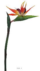 Strelizia Arabica artificiel H 80 cm oiseau du paradis tte latex
