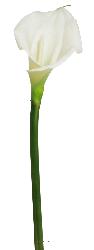 Arum calla artificiel, fleur touch rel, H 55 cm, Crme - BEST