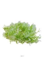 Piquet d'herbe de Corail factice H30cm plastique extrieur Blanc-vert