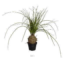Palmier Beaucarnea artificiel en pot H 45 cm D 45 cm Trs original