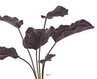 Calathea artificielle en pot, grandes feuilles, H 55 cm Pourpre-rose