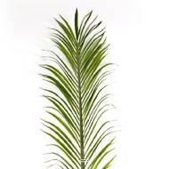 Feuilles de Palmier Phoenix artificielles x 18  H 165 cm