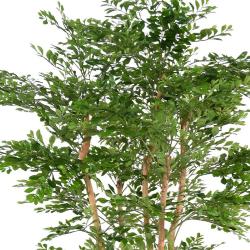 Acacia Artificiel 5 Troncs Naturels H 180 cm D 100 cm en pot