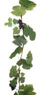 Guirlande de vigne artificielle 180 cm avec 4 grappes de raisin