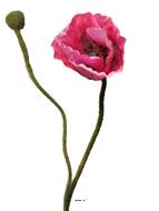 Pavot factice H60cm 1 fleur & 1 bouton jolie fleur Rose fushia - BEST