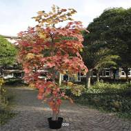 Erable Arbre Artificiel H 330 cm Automnal tres dense en pot