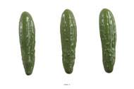 Concombre vert artificiel en lot de 3 en Plastique soufflé L 180x50 mm