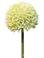 Allium artificiel en tige H 45 cm Crème - BEST