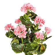 Geranium artificiel en piquet 40 cm 7 tetes superbes feuilles exterieur Rose