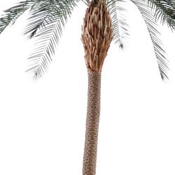 Palmier Phoenix artificiel H 340 cm en pot pour Exterieur tres belle tete