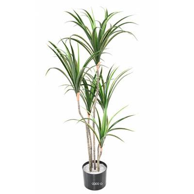 Dracaena marginata artificiel en pot H 130 cm 