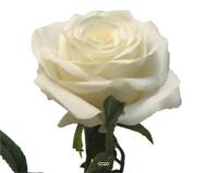 Rose factice Paris H64cm belle tête D9cm 12 feuilles tissu Crème -BEST