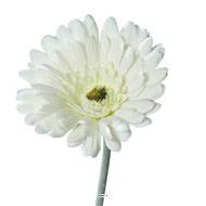Gerbera artificiel, H 56 cm - D 11 cm superbe Crème