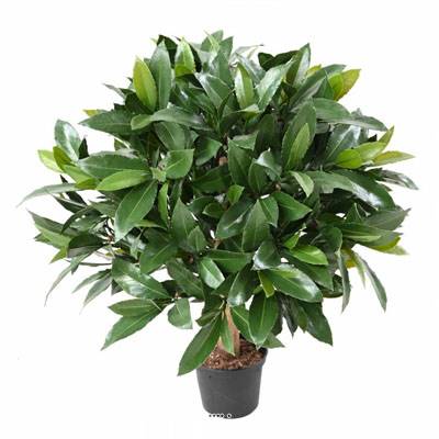 Laurier artificiel en boule sur tronc extérieur H 50 cm D 40 cm