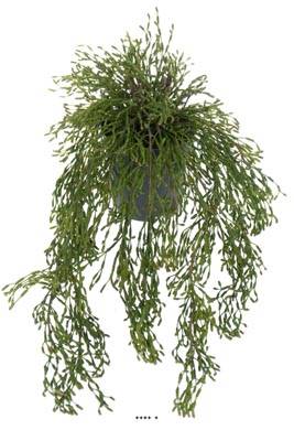 Rhipsalis artificiel, cactus gui feuillage dense, L 65 cm