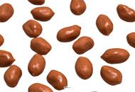 25 cacahuètes artificielles décoration  réaliste fausse nourriture