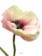 Pavot factice H60cm 1 fleur et 1 bouton fleur Pourpre-crème - BEST
