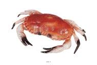 Tourteau crabe artificiel en Plastique souffl L 320x220 mm
