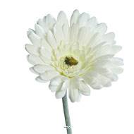Gerbera artificiel, H 56 cm - D 11 cm superbe Crème