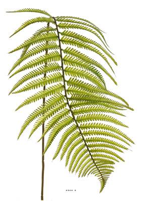 Branche de fougère artificielle H 109 cm plastique D 25 cm