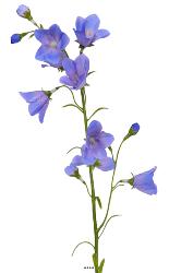 Campanule faux en tige Fleur des champs H65cm idale bouquet Bleu ciel
