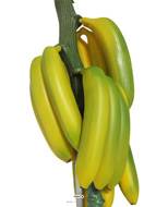 Régime de banane artificiel avec sa fleur L 66 cm