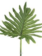 Feuille de Philodendron Xanadu artificielle, H 93 cm - BEST