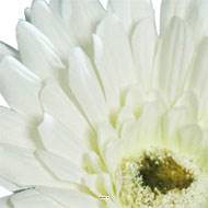 Gerbera artificiel, H 56 cm - D 11 cm superbe Crème
