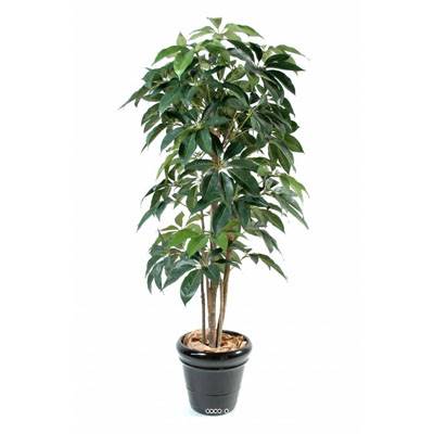 Schefflera factice en pot Iroto tronc nature belle densité H180cm Vert