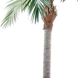 Palmier Dattier Artificiel H 250 cm D 120 cm en pot