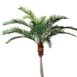 Palmier Phoenix Artificiel Courbe H 340 cm D 210 cm 11 palmes sur platine