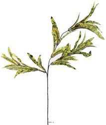 Croton factice en branche H65cm 3 ttes 45 feuilles tissu Vert-jaune