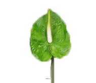 Tige Anthurium artificiel L 66 cm Vert