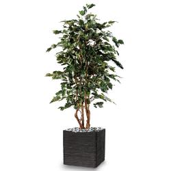 Ficus Exotique Artificiel multitroncs naturels en pot H 210 cm Vert
