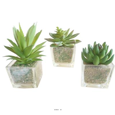 Agave Succulente cacte lot de 3 en pot verre